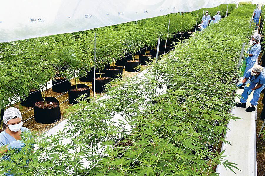 Imagen-Marihuana-Uruguay-AP