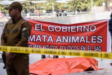 SAG rechaza “categóricamente” protesta con león muerto frente a La Moneda y analiza posibles acciones legales 