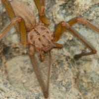 Adolescente chileno descubrió una nueva araña de rincón