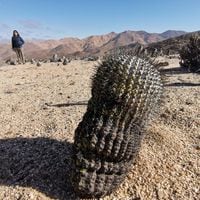 Fiscalía tramita extradición de sujeto italiano por contrabando de cactus endémicos que extrajo desde el desierto de Atacama