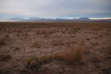 Dried grass in Tilopozo meadow, south of the Atacama salt flat