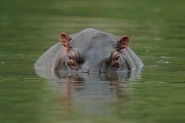 El gran problema medioambiental que generaron los hipopótamos de Pablo Escobar en Colombia