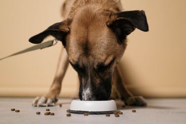 Perros, gatos y sus comidas: ¿Cuántas veces al día y a qué hora deben alimentarse?