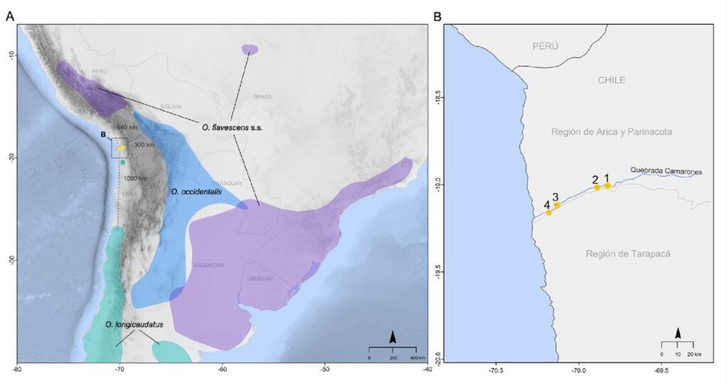 A la izquierda, los distintos linajes de Oligoryzomys en Sudamérica; a la derecha, dónde se encontró la nueva población chilena.