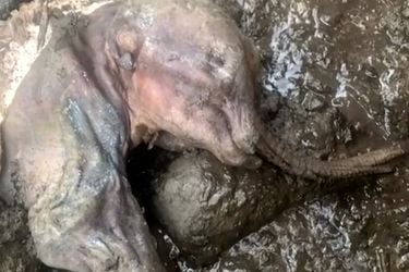 Descubren cría de mamut momificada de hace 30 mil años