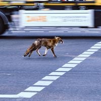 Por primera vez un estudio en Chile vigilará qué hacen los zorros cuando deambulan por la ciudad