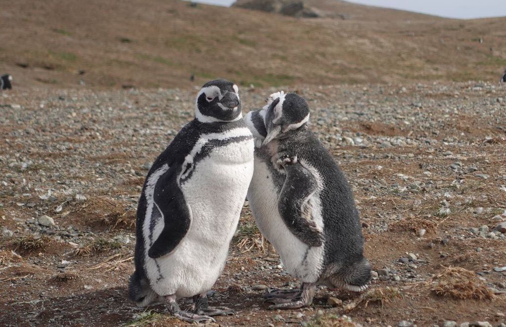 Pareja de pingüinos de Magallanes cerca de Punta Arenas. FOTO: Guido Macari
