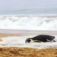 Por qué los pingüinos están muriendo de hipotermia, si están adaptados al frío