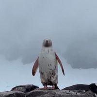 Avistan un extraño pingüino blanco en la Antártica chilena