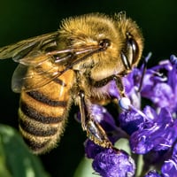 Picaduras de abejas: cómo reconocer si soy alérgico y de qué forma actuar