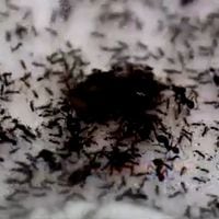 Consejos para combatir y eliminar a las hormigas del hogar