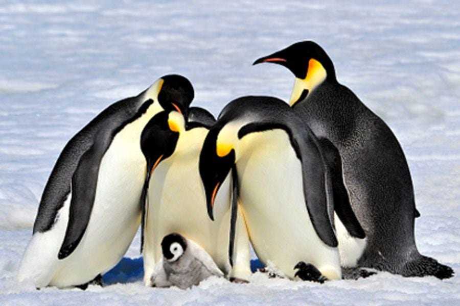 pinguino-emperador