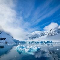 Estudio alerta que especie chilena está muy cerca de invadir la Antártica