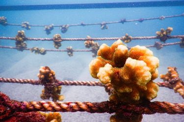 El Parque Nacional de las Galápagos  prueba un innovador método de replantación de corales