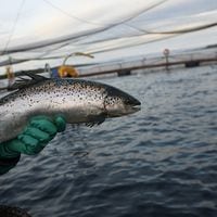 Científicos chilenos desarrollan sorprendente biomaterial de salmón para reparar huesos y cartílagos