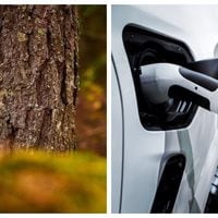 Fabricadas a partir de árboles: las baterías sostenibles que prometen cargar autos eléctricos en solo ocho minutos 