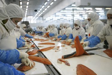 Otro coletazo del escándalo: Australis reducirá bruscamente su producción de salmones en 2023