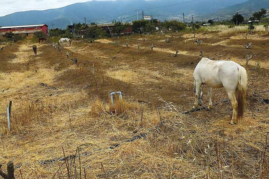 Campo en la comuna de Petorca, en la Región de Valparaíso, en 2015.  Foto: AgenciaUno