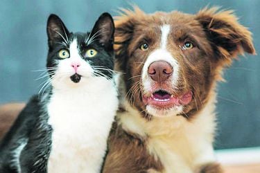 El seguro de salud digital que cubre a perros y gatos