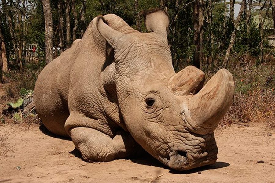 sudan-el-rinoceronte