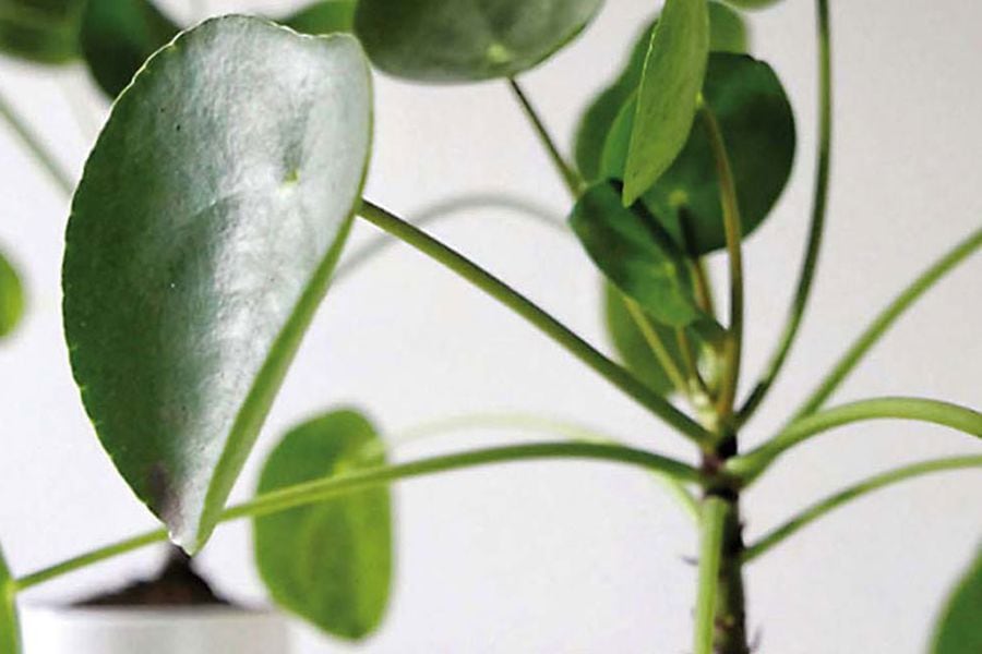 planta