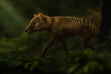 El increíble proyecto por revivir al extinto tigre de Tasmania