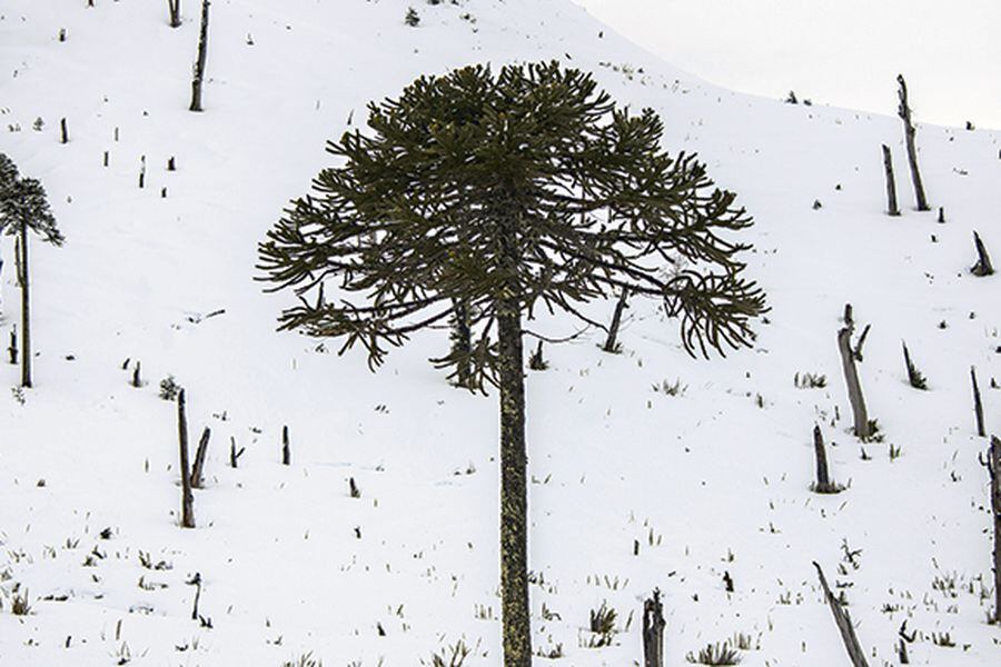 araucaria