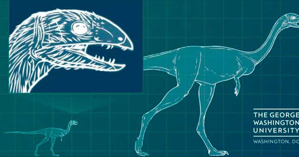 Paleontólogos descubren a dinosaurio que pierde los dientes al llegar a la adultez - La Tercera Paleontólogos descubren a dinosaurio que pierde los dientes al llegar a la adultez - La Tercera