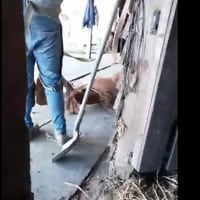 PDI detuvo a herrador que protagonizó viralizado video de maltrato animal contra un potrillo
