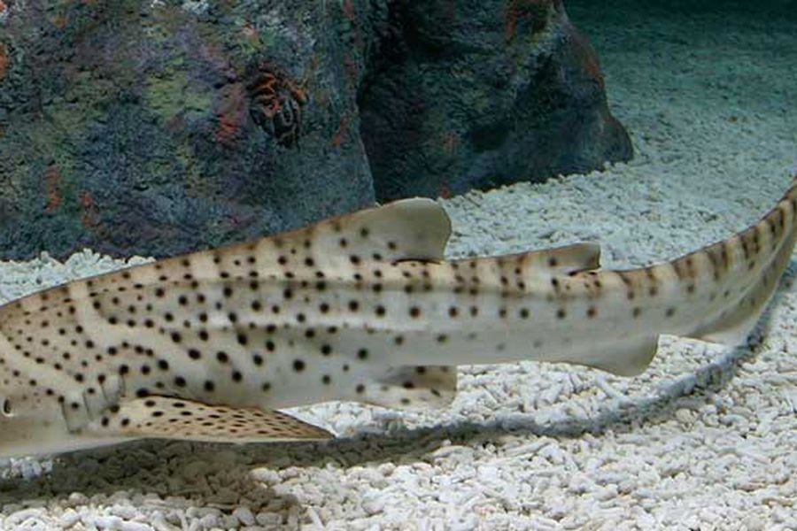 tiburon-cebra-monterey-bay-aquarium