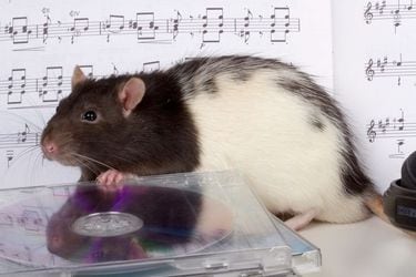 Estos roedores mueven la cabeza al ritmo de Mozart