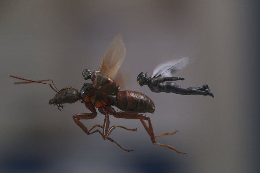wasp