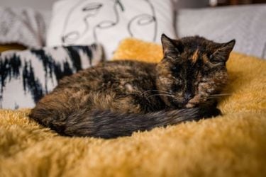 La historia de Flossie, la gata viva más longeva del mundo que rompió el récord Guinness
