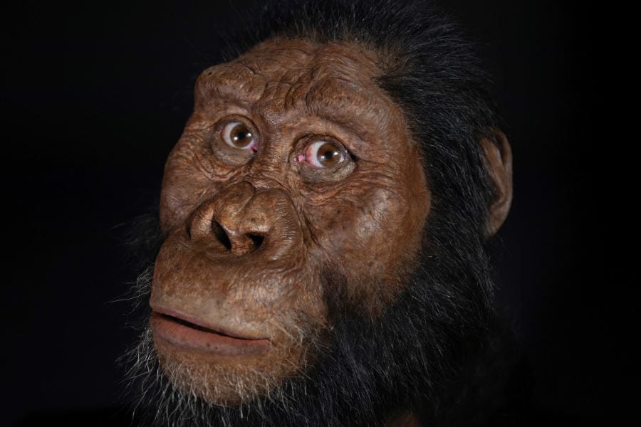 Encuentran el cráneo de un Australopithecus Anamensis, coetáneo de 'Lucy'