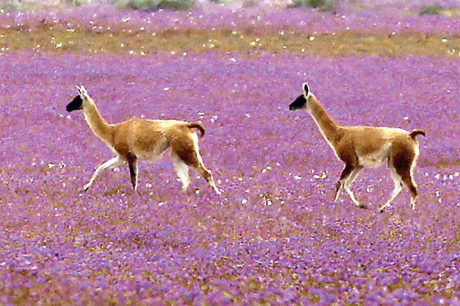 desierto florido