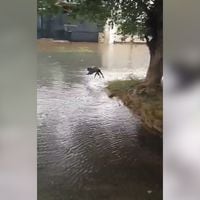 Gato “todoterreno” cruza calles inundadas en Argentina para volver a su casa