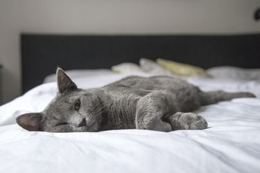 Dormir con tu gato ¿bueno o malo?