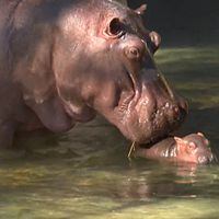 13 años pasaron para que naciera el primer hipopótamo en un parque de Disney