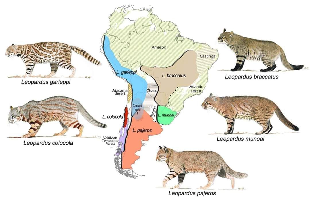 ¿Es un colocolo, una nueva especie o subespecie? Aparición de gato ...