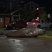 Elefante marino se paseó por calles de Puerto Cisnes generando asombro entre sus habitantes