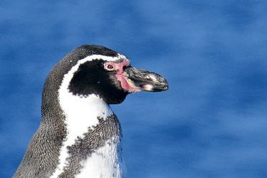 PinguinosWEBV