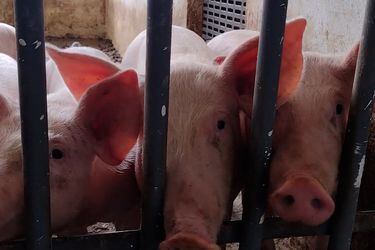 Argentina comenzará a realizar trasplantes de cerdos a humanos