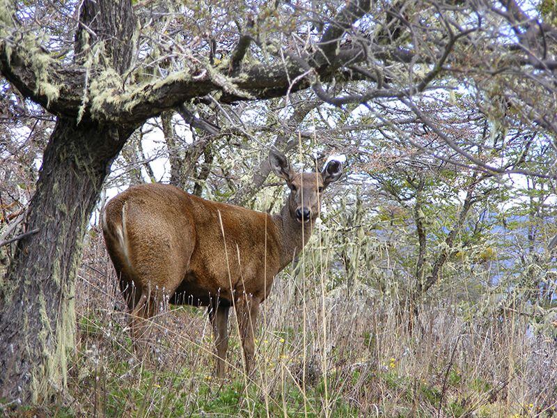 Especie en peligro de extinción aparece por primera vez en 90 años