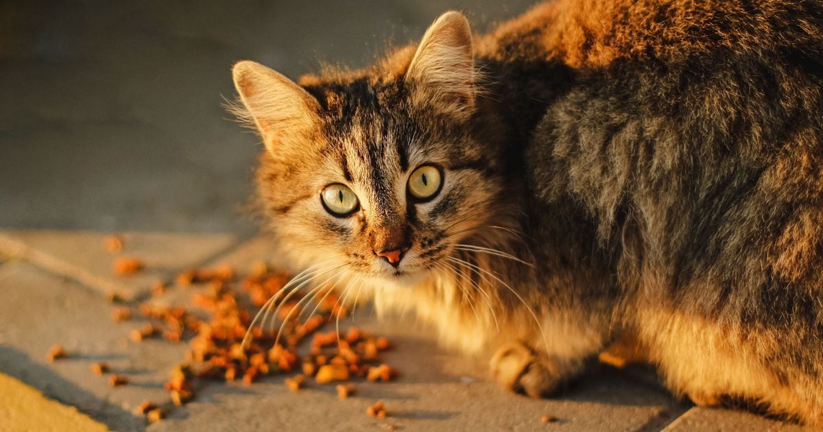 Comida húmeda para gatos esterilizados súper Premium Miglior Gatto