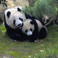 Zoo de San Diego se queda sin sus dos pandas: debe devolverlos a China