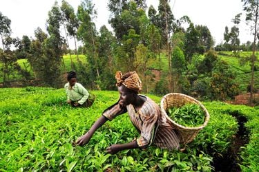 Explotación sexual y abusos: el escándalo en las plantaciones que suministran té a conocidas marcas 