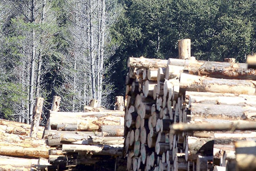 El alza de las materias primas favorece al sector forestal.