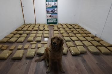 Perro de Carabineros encuentra más de 100 paquetes de droga en un control realizado en Antofagasta 