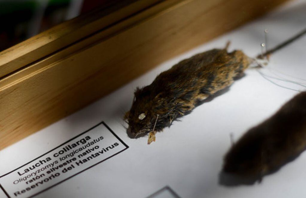 El ratón de cola larga que se conoce por ser reservorio de hanta. FOTO: Agencia Uno