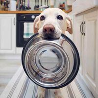 Qué es el biofilm (y por qué debes limpiar los platos de tu mascota más seguido)